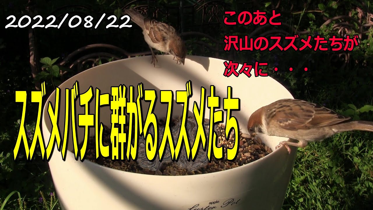 スズメ 次々に飛んで来てスズメバチに群がるスズメたち！！Japanese wild bird