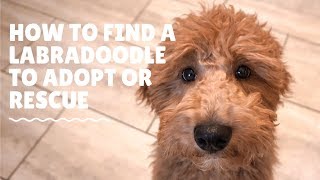 How To Find A Labradoodle To Adopt Or Rescue