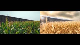 「CoDeF」のデモ映像 その3