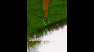 #shorts #dronefreestyle #drone #fpvpilot #fpvfreestyle #radiomaster #fpvword #fpvcommunity #fpvlife