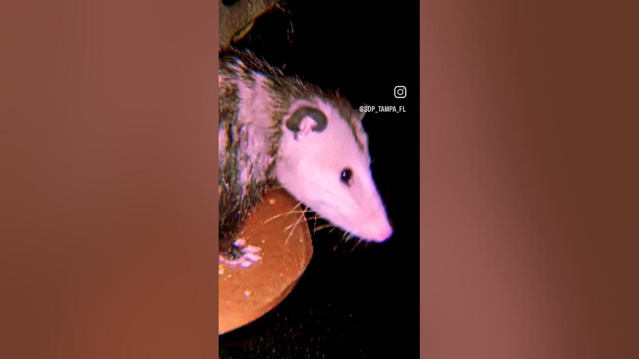 Late Night Purple People Eater #munchie #nature #animals #animalover #possum #purplepeopleeater Late Night Purple People Eater #munchie #nature #animals #animalover #possum #purplepeopleeater
