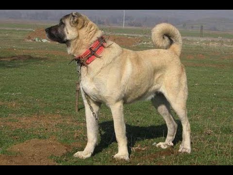 Каталог пород собак.Анатолийский карабаш, или анатолийская пастушья собака (Anatolian Shepherd Dog)