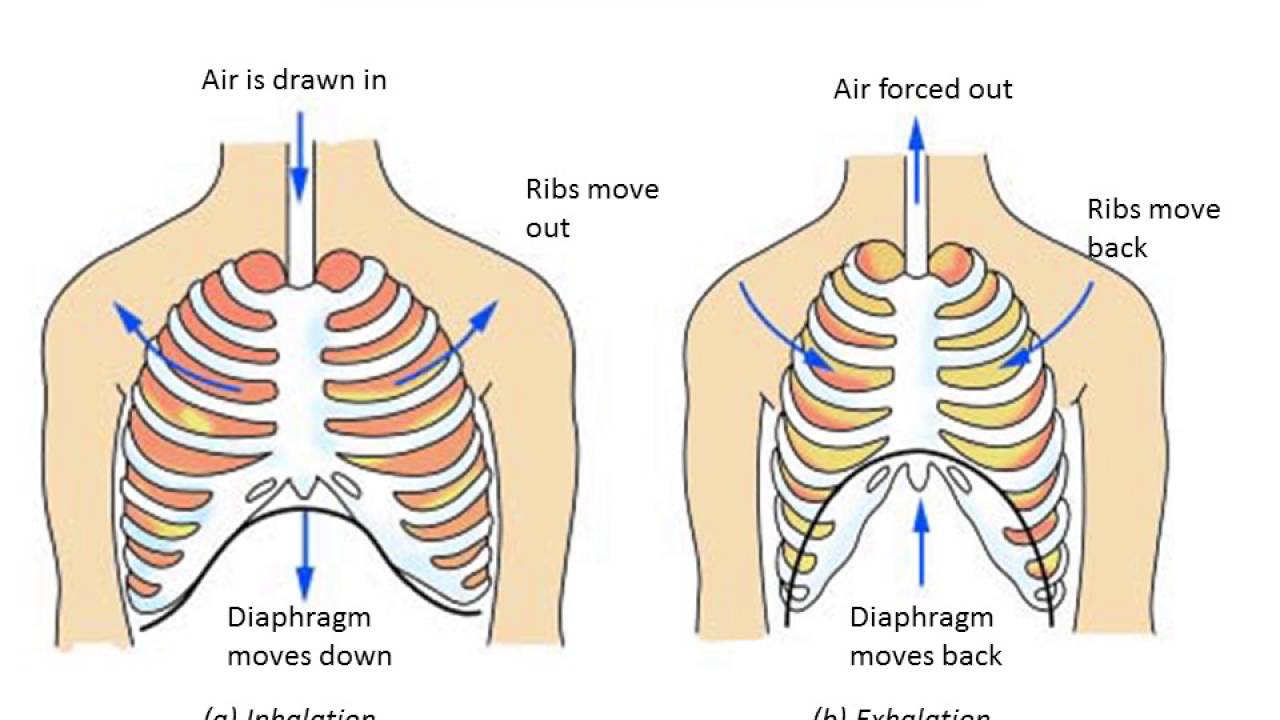 case study questions class 7 respiration in organisms