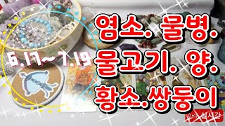 [타로/생방송][타로로 보는 별자리별 월운][6.17~7.19][염소자리부터 순서대로~]