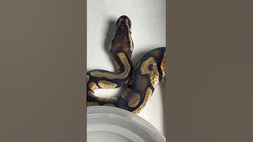 From THE CALICO!! #ballpythonmorphs #ballpython #morphs #reptile #ballpythonsnake #python