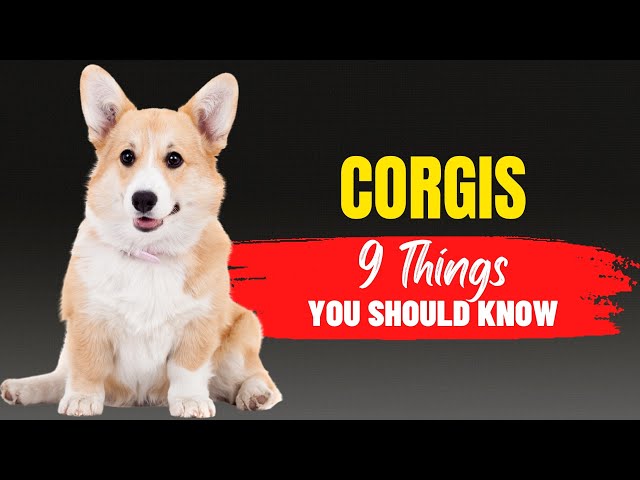 Discover Your Loyal Companion: Pembroke Welsh Corgi Adoption 3 sddefault