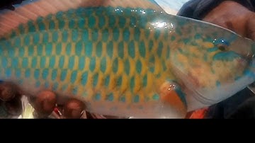 Kuala Raja ikan Napoleon