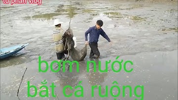 cùng các bác nông dân bắt cá mùa bơm nước