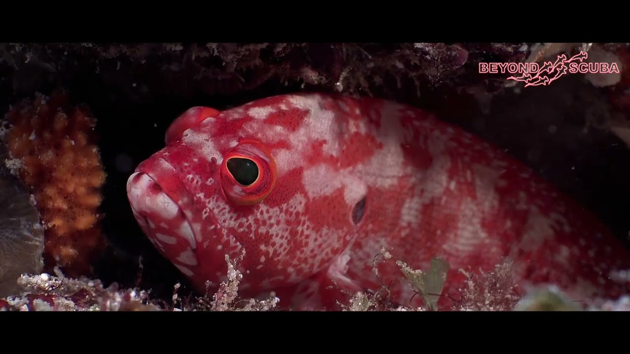 A Leopard Grouper (Cephalopholis leopardus) lies under a small ledge
