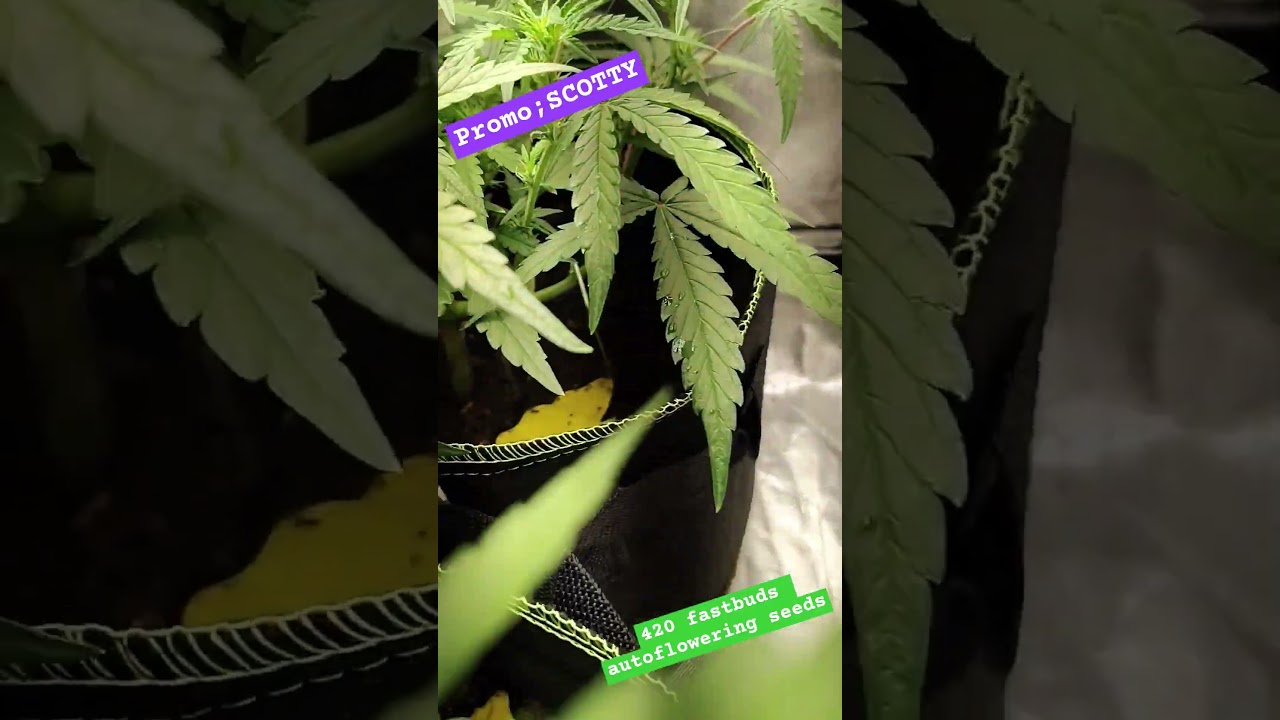 quick 420fastbuds strain review 