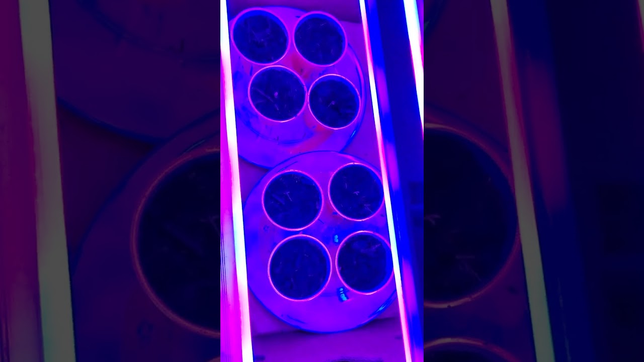 Grow The Best Weed Ever Possible