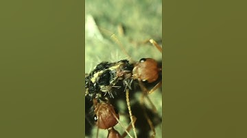 Weaver ants carrying food. Closer view 🐜