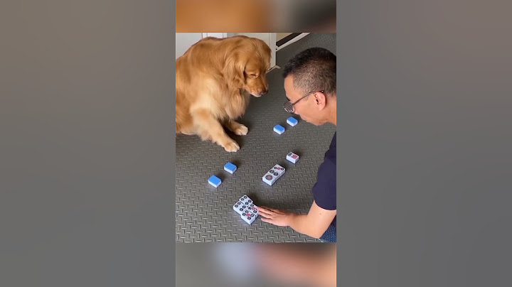 Le Chien Plus Intelligent Au Monde 🤯