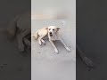 El amor de un perro… nunca se olvida