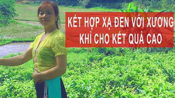 [Chia Sẻ] Sự Kết Hợp Cây Xạ Đen Và Xương Khỉ Cho Kết Quả Cao - 0976 836 586