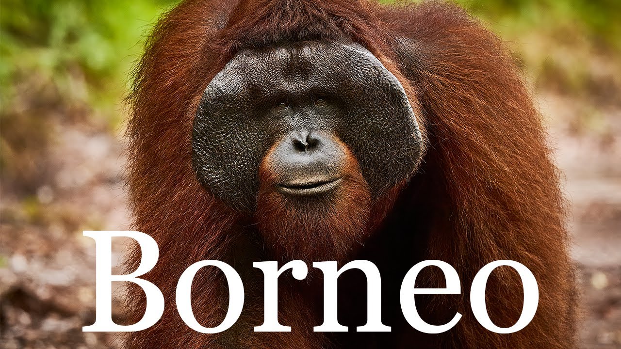 Orangutans in Tanjung Puting National Park - Borneo