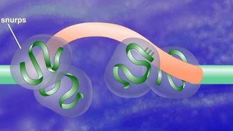 Exon Shuffling [HD Animation]_HIGH.mp4