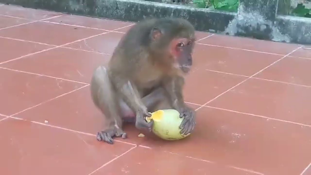 Ni monkey's eyes are affectionate...