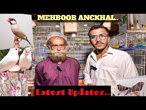 MEHBOOB BAHI/KAY/SETUP/KI/LATEST UPDATE/16/8/2025/EXOTICS FINCH/FAWN ...