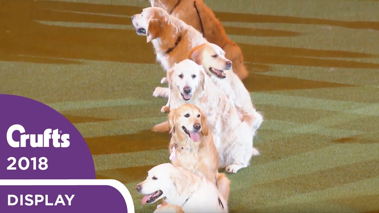Southern Golden Retriever Display Team | Crufts 2018