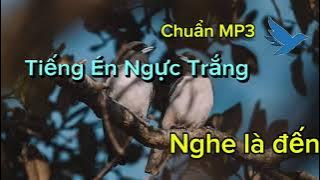 Tiếng én ngực trắng , én gọi bầy | TIẾNG CHIM Việt Nam