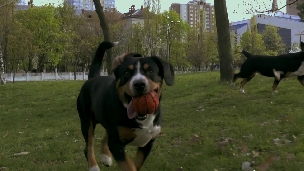 CrazyDog - Entlebucher Sennenhund - DerbyLand