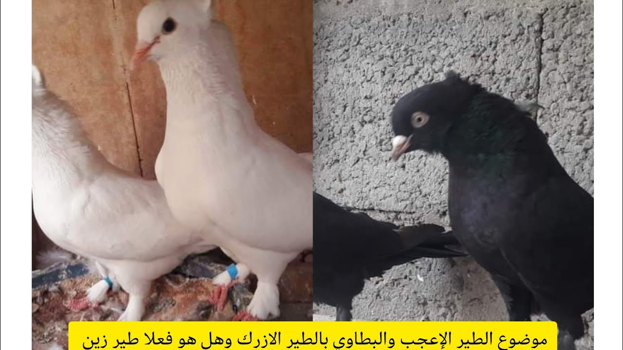 الطير الازرك العراقي وتفاصيل الوراثه بالحمام الازرك