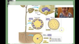 Plant Stem Anatomy and Physiology  [Horticulture 101 Series] screenshot 5