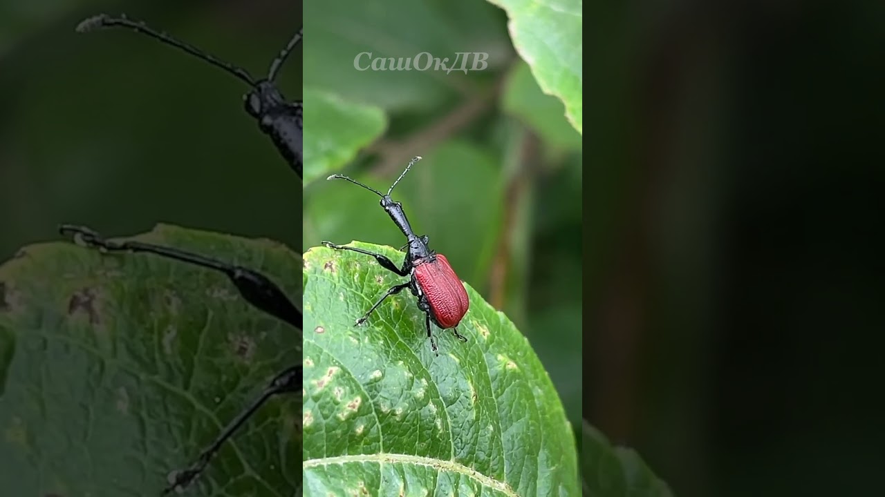 Шестиногий жираф. Beetle...