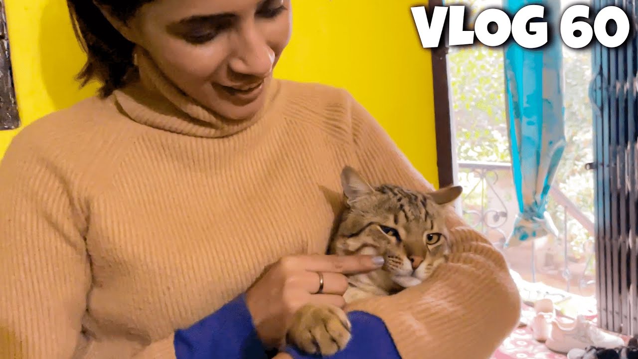 Hum Bhi Cat Adopt Karlein Kya 😍