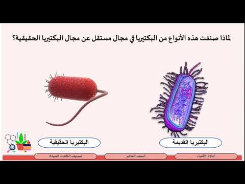 فيديو: لماذا تعتبر البكتيريا أقدم الكائنات الحية