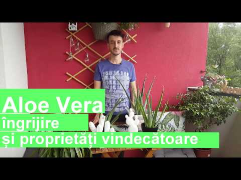 Video: Aloe De Copac, Cultivare, Tipuri, Proprietăți Medicinale