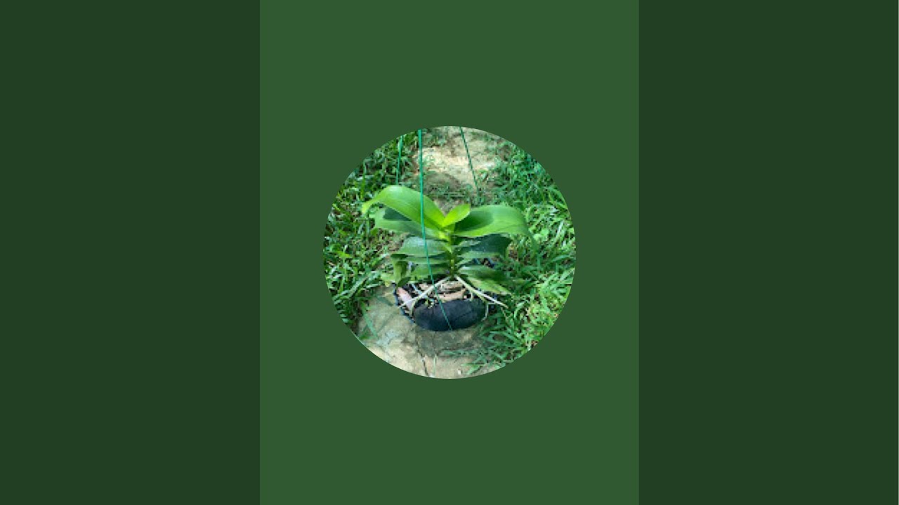 TRƯA 2/3 MUỘI HỒNG GIÁ RẺ. LIÊN HỆ 0369609285