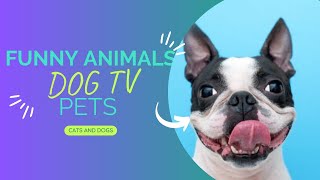 The Comedy Gold of Adorable Animals 3 by A dogsy 137 views 8 months ago 8 minutes, 36 seconds
