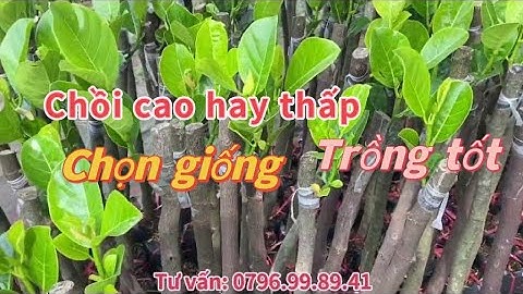 Cách chọn cây giống MÍT RUỘT ĐỎ XƠ VÀNG cây giống chất lượng