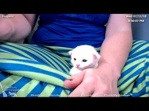 brandi-&-the-intoxicating-kittens:-oh-sal.this-is-a-2-week-old-kitten.