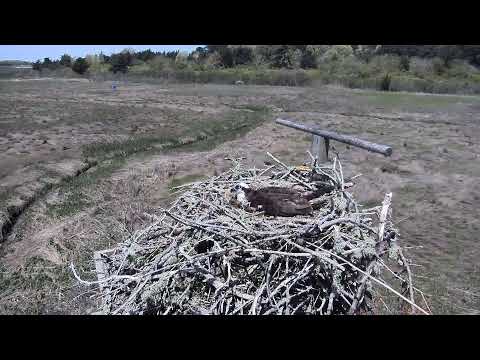 camera iphone 8 plus apk Cape Cod Museum of Natural History Live Stream