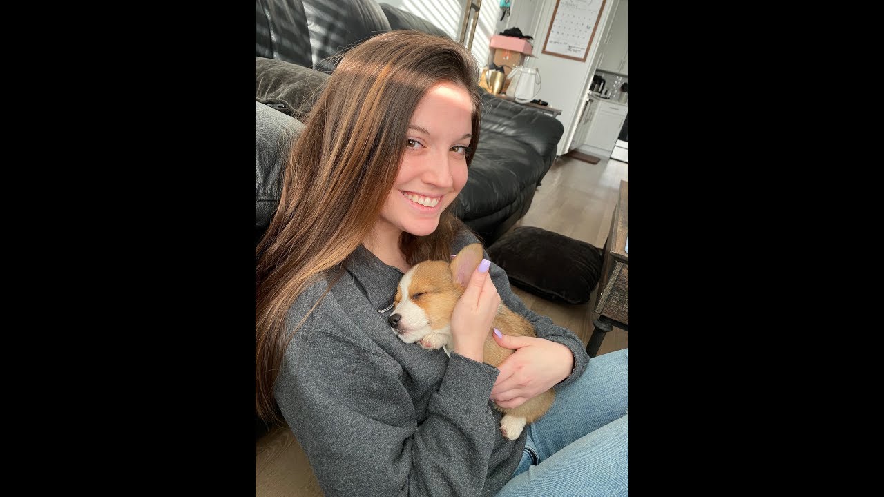 We Got A Corgi Puppy!