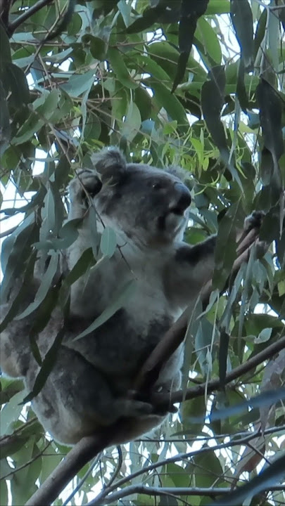#koala have sharp incisors and specialised molars for grinding leaves to a pulp ready for digestion