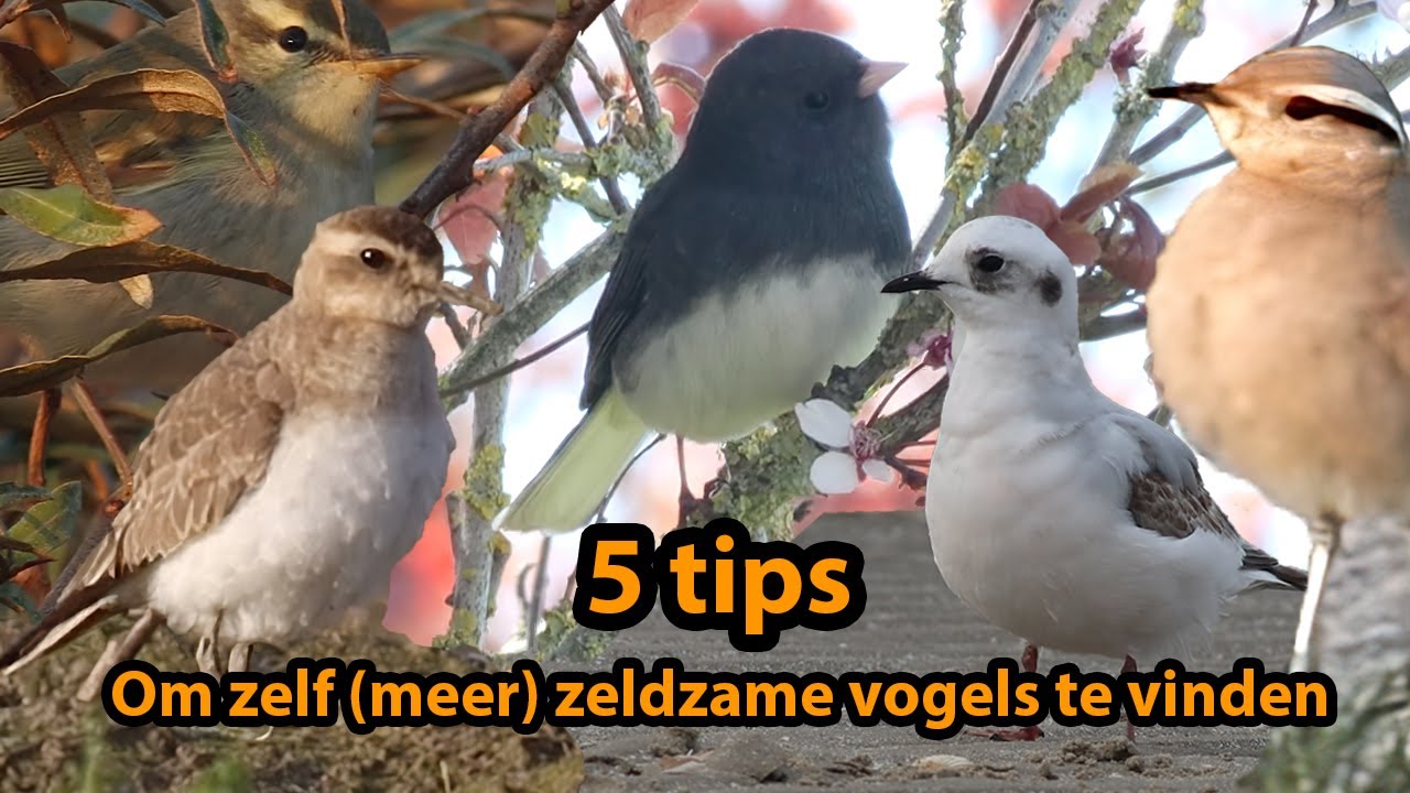 Hoe vind je zeldzame vogels? | vogelskijken in Nederland - YouTube