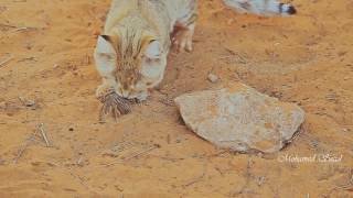 الحياة الفطرية في ليبيا | DISCOVER LIBYA WILDIFE