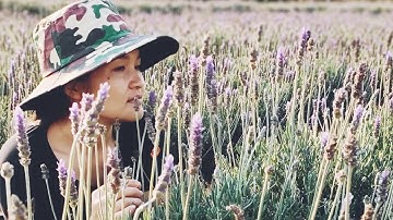 Đà Lạt Camping - Cánh Đồng Hoa Cẩm Tú Cầu