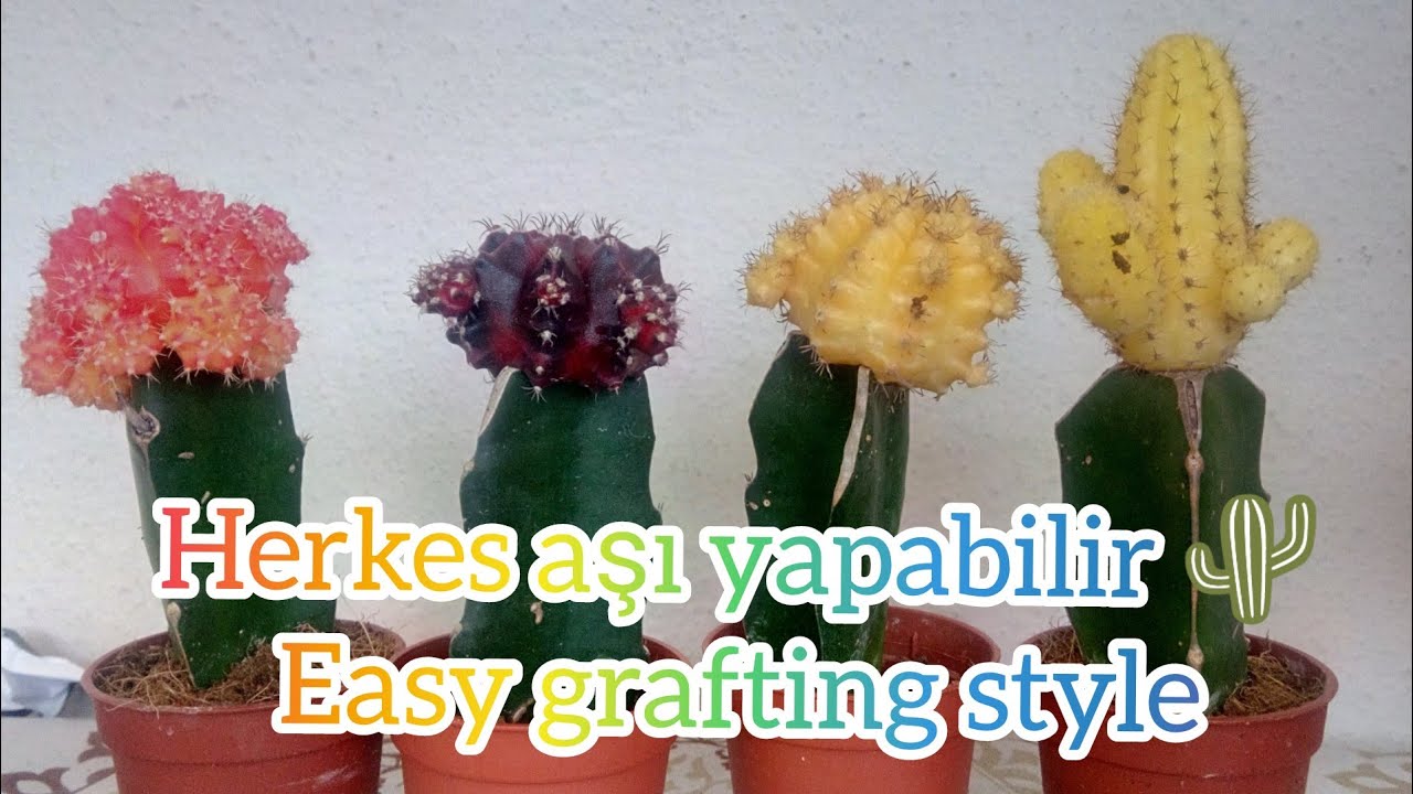 Pratik kaktüs aşı / easy cactus grafting