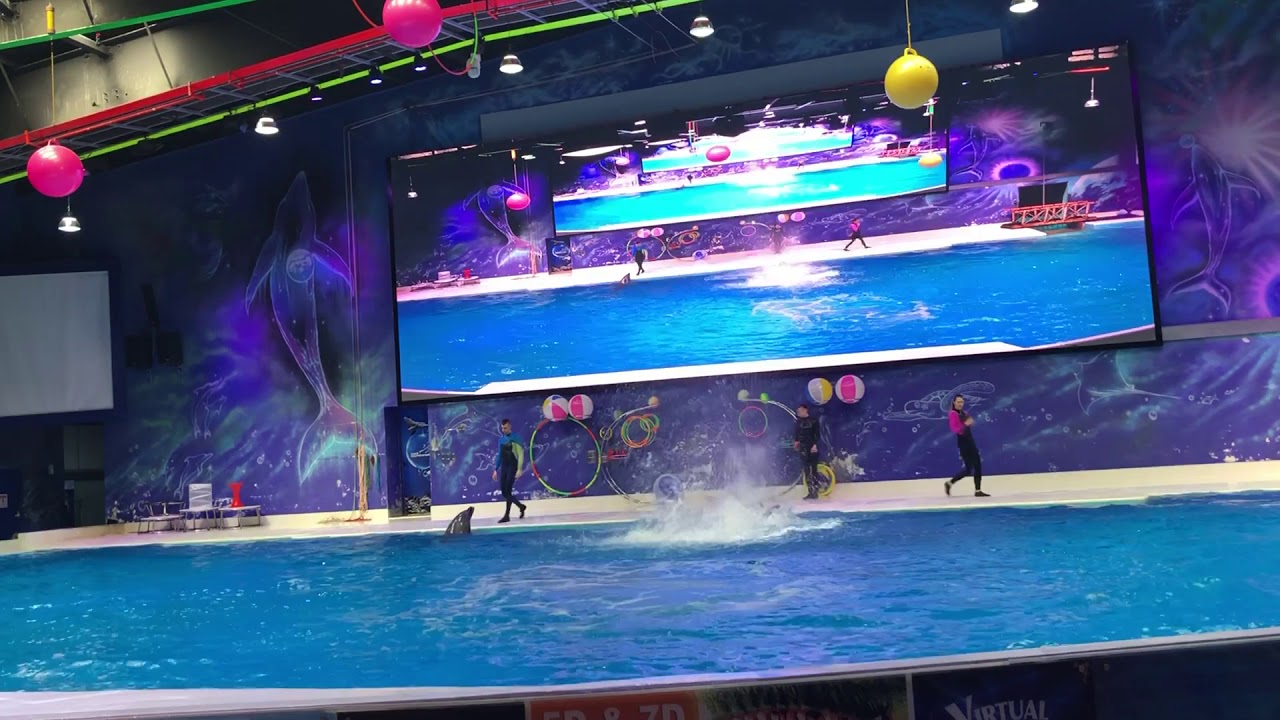 Dolphin show in dubai - YouTube