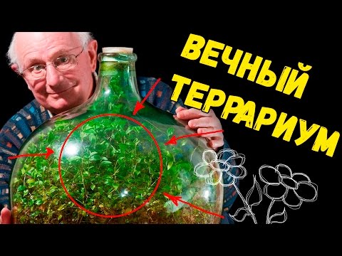 Сад в банке своими руками