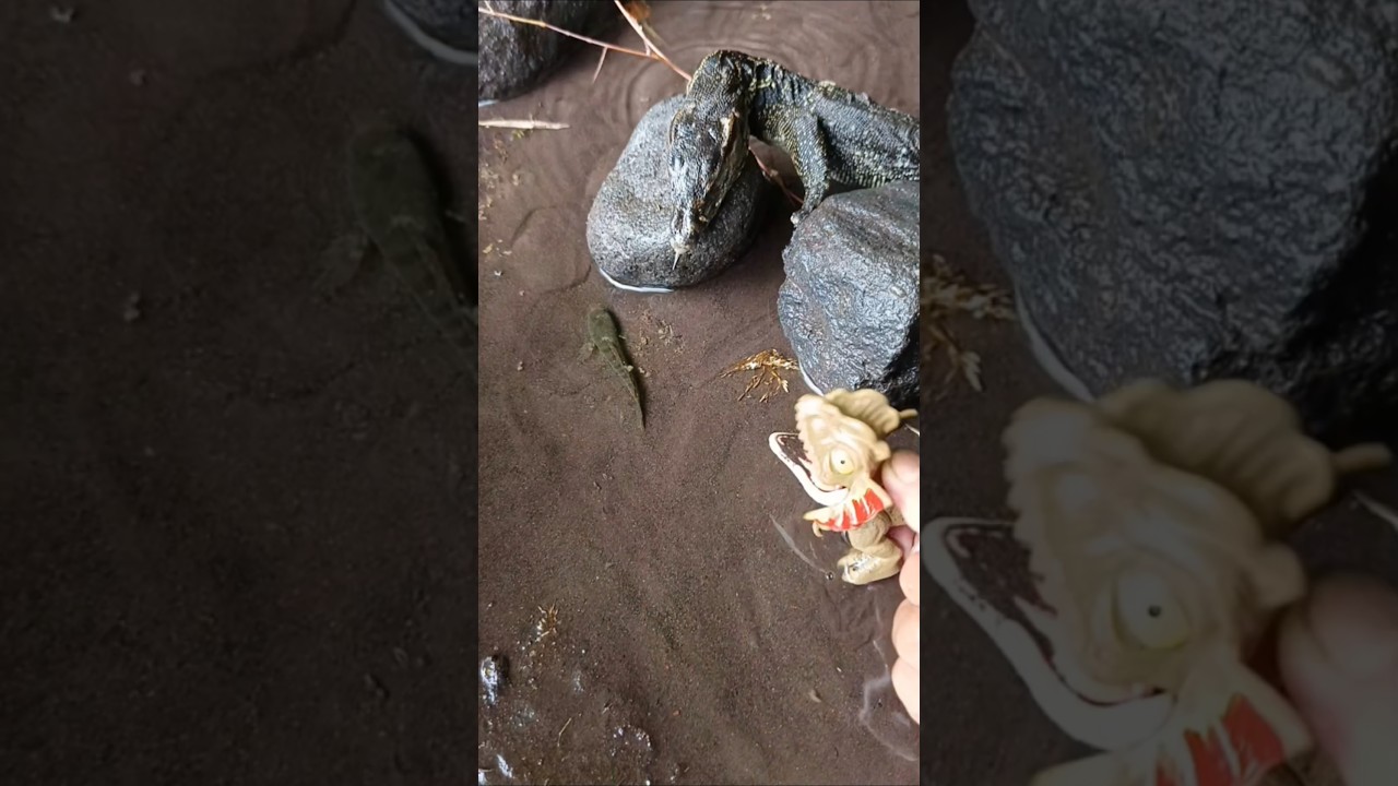 SNAKEHEAD FISH, SNAKEHEAD FISH CATCHING - SNAKEHEAD FISH 