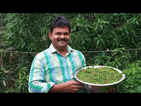 കാന്താരി മുളക് കൃഷിയിലൂടെ മികച്ച വരുമാനം. Bird's eye chilly farming malayalam | Chilly Business