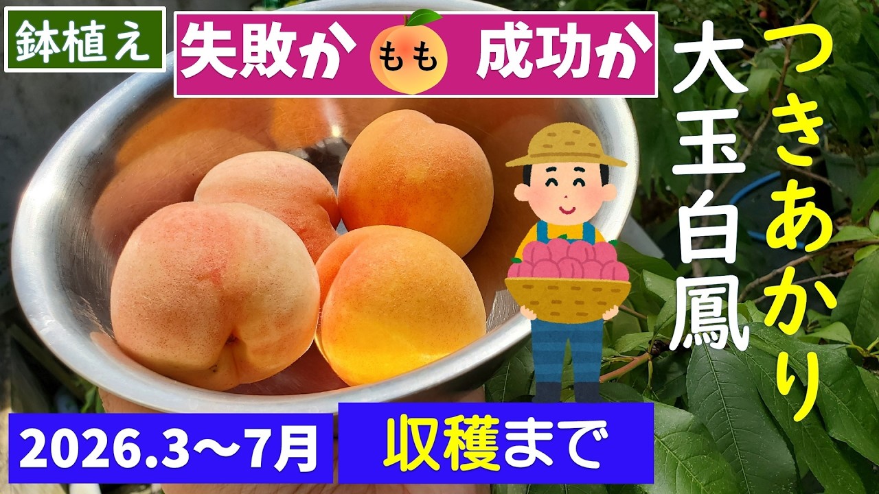 果樹栽培：桃（2種＝「白鳳」「つきあかり」）の3月～7月収穫まで