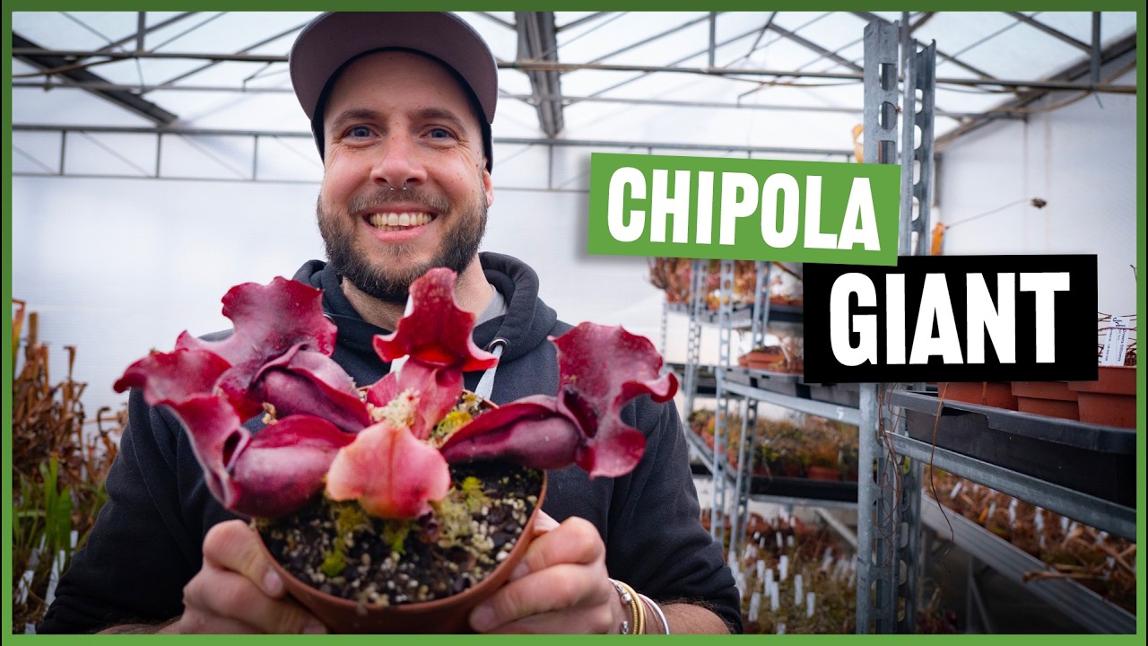 Sarracenia purpurea „Chipola Giant“ – der größte Purpurea?! | Pflanze im Detail #330