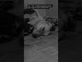 🤣😂🥹 #reels#petshub#shortsfeed#shorts#shortsyoutube#trending#ytshorts#labrador#love#sad#funny#pets#yt